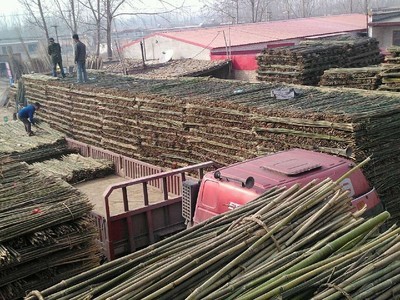 專業(yè)供應菜架竹，助力高效農(nóng)業(yè)生產(chǎn)——文安縣永興竹品銷售處